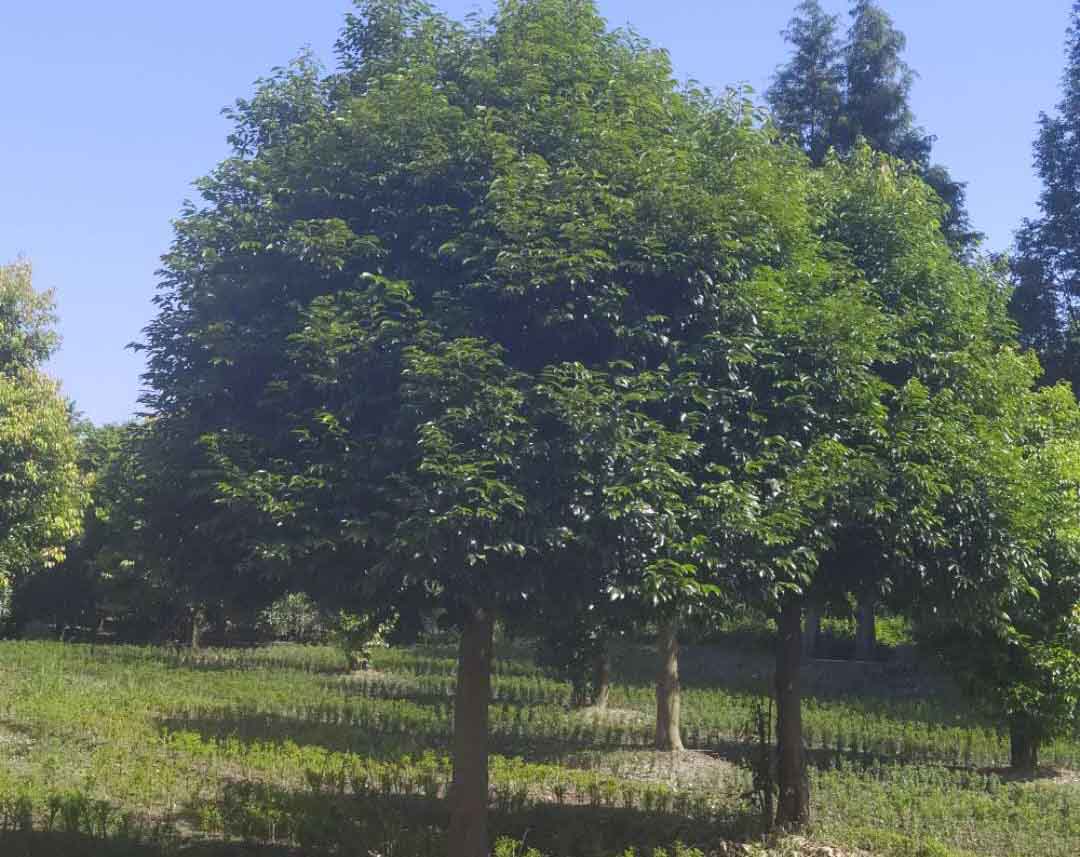 中乔木树种类大全图片