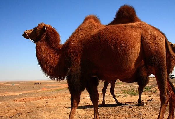 阿拉善野生骆驼图片