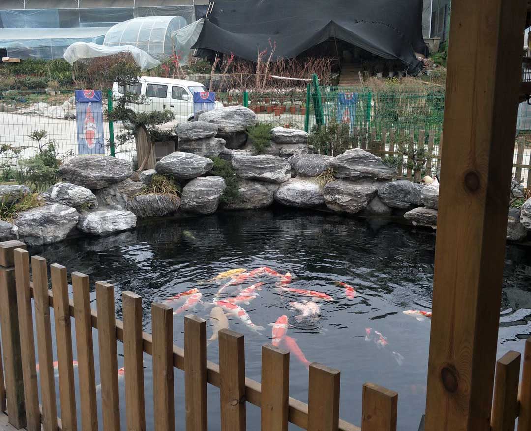 成都锦鲤鱼池设计_锦鲤养殖公司_成都鱼池过滤安装-成都鸿润锦鲤园艺